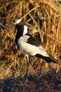 Blacksmith Lapwing