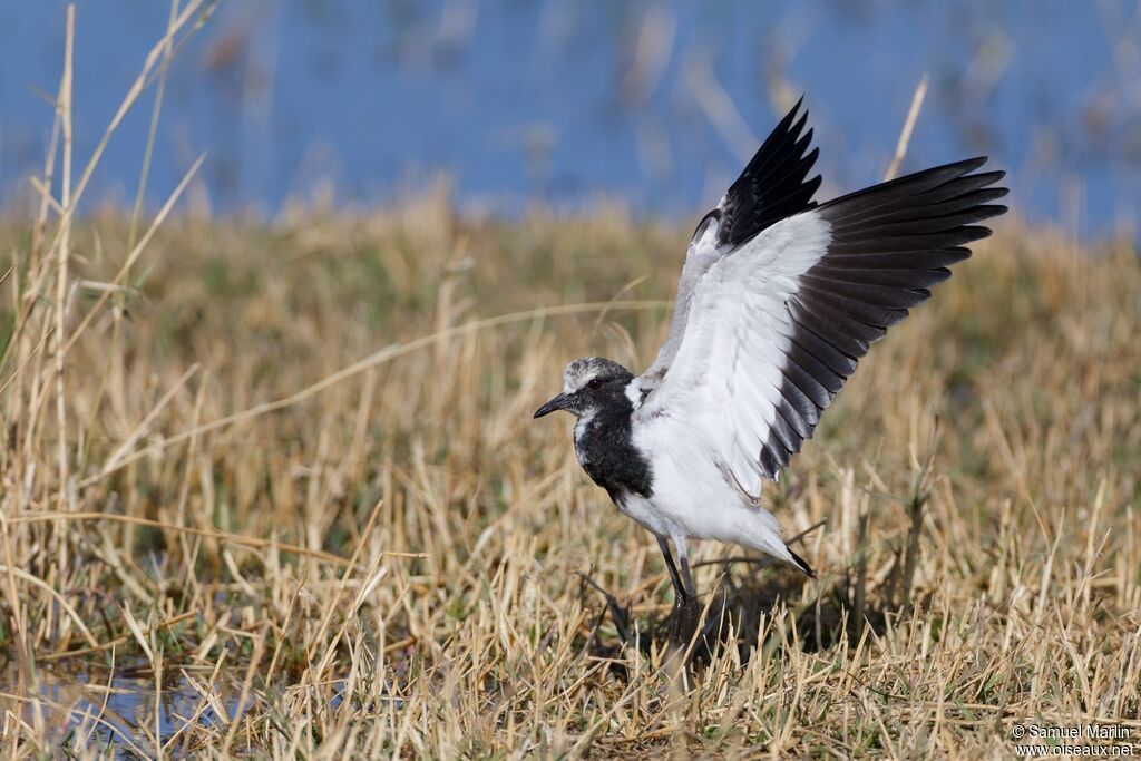 Vanneau armésubadulte