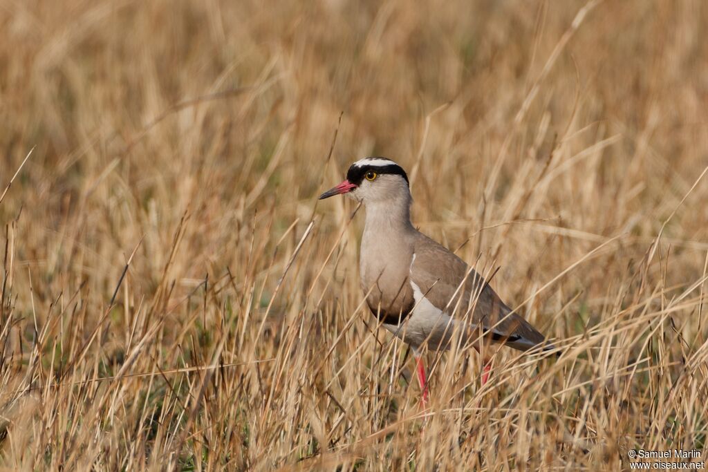 Crowned Lapwing