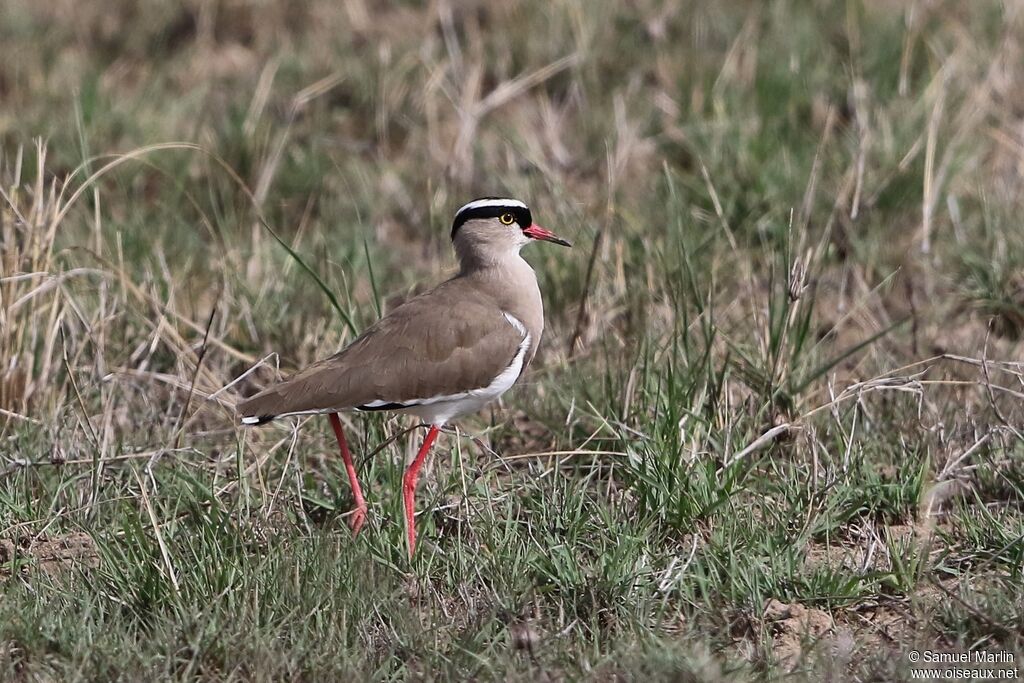 Crowned Lapwingadult