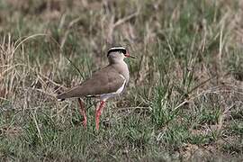 Crowned Lapwing