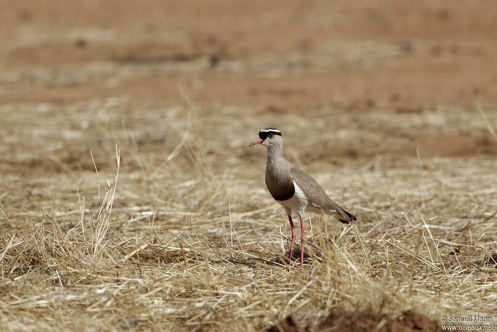 Crowned Lapwingadult