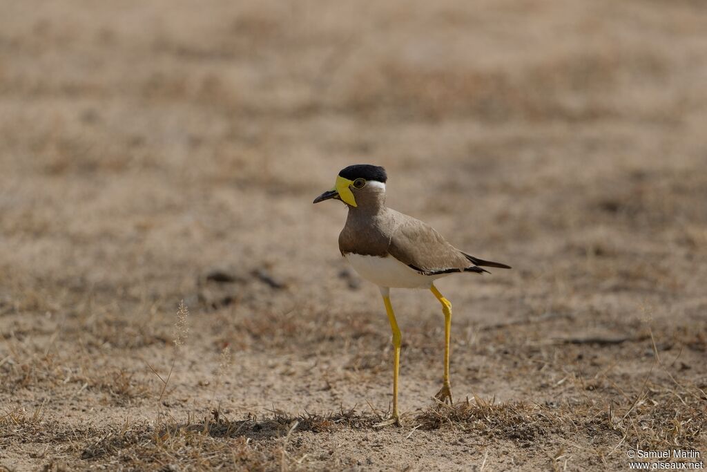 Yellow-wattled Lapwingadult