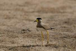 Yellow-wattled Lapwing