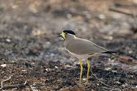 Yellow-wattled Lapwing