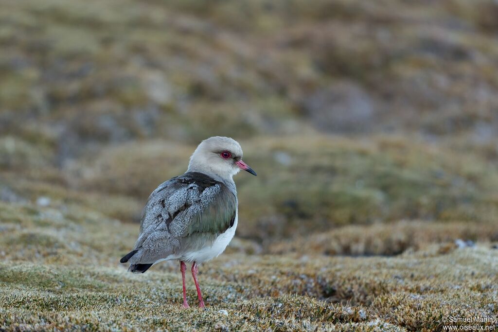 Andean Lapwingadult