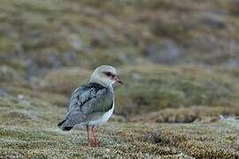 Andean Lapwing