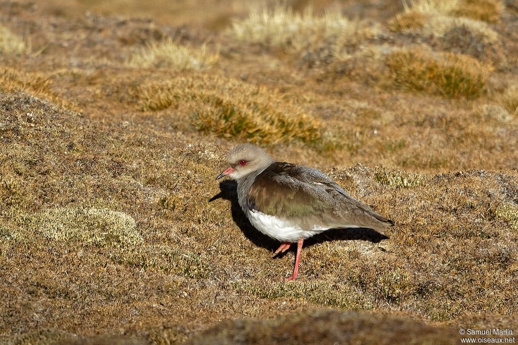 Vanneau des Andes