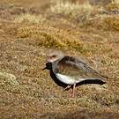 Vanneau des Andes