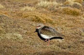 Vanneau des Andes