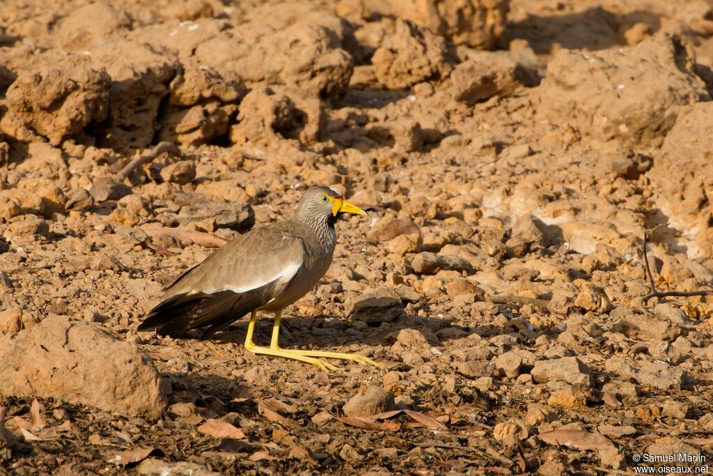 Vanneau du Sénégal