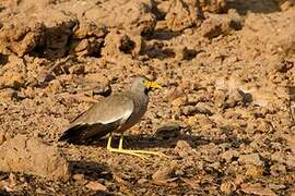 African Wattled Lapwing