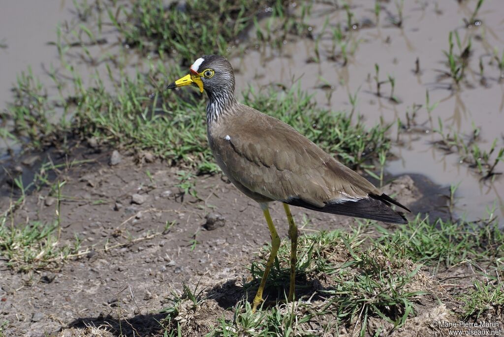 African Wattled Lapwingadult