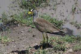 African Wattled Lapwing