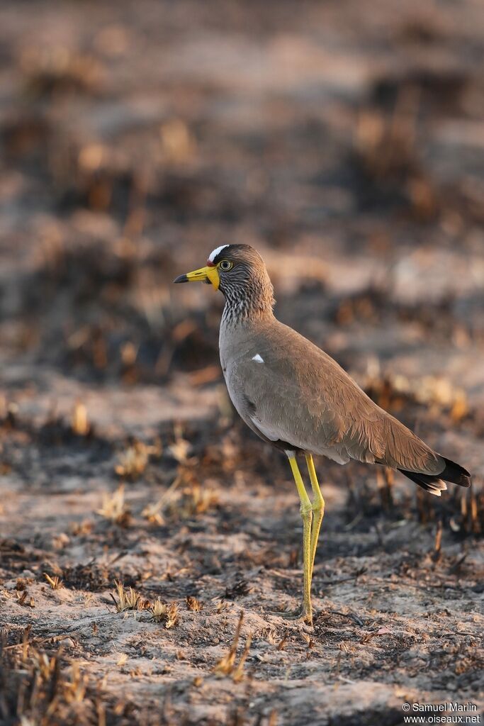 African Wattled Lapwingadult