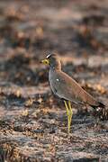 African Wattled Lapwing