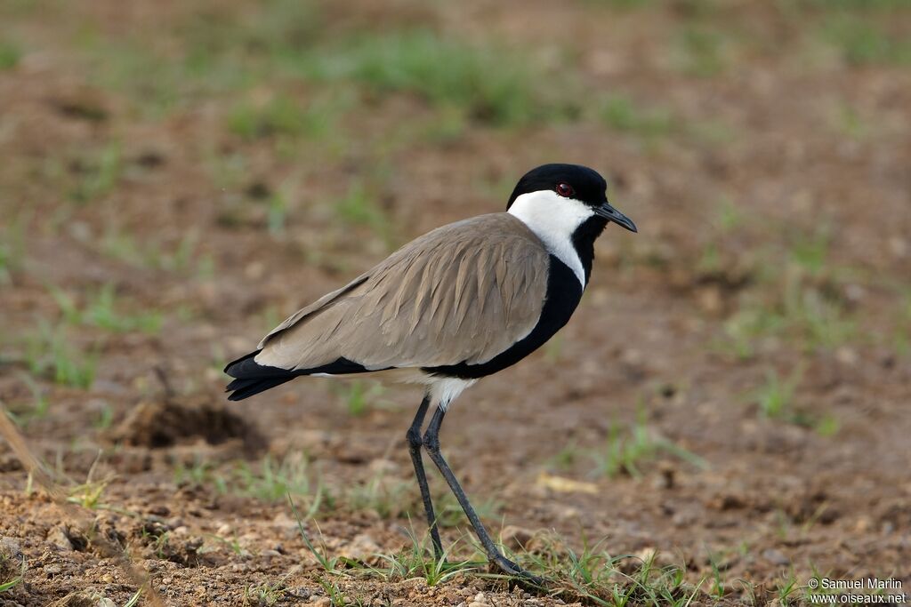 Spur-winged Lapwingadult