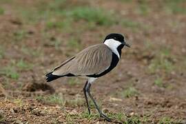 Spur-winged Lapwing