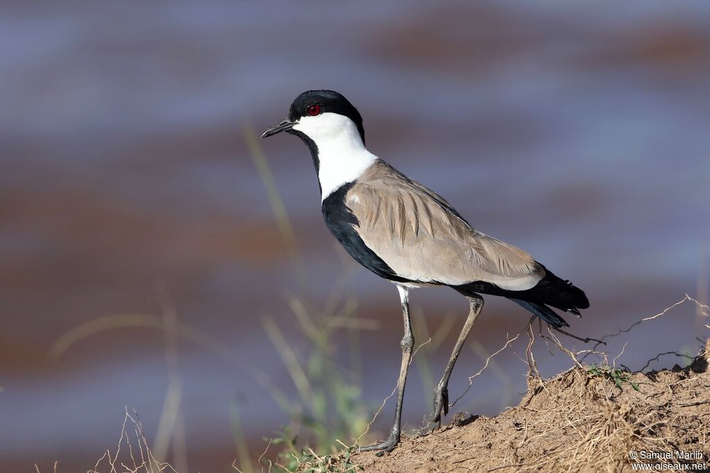 Spur-winged Lapwingadult