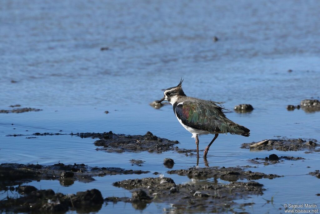 Northern Lapwing male adult