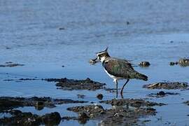 Northern Lapwing