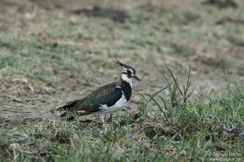 Northern Lapwing male adult