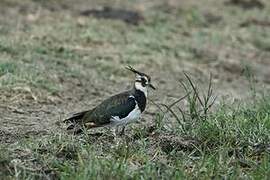 Northern Lapwing