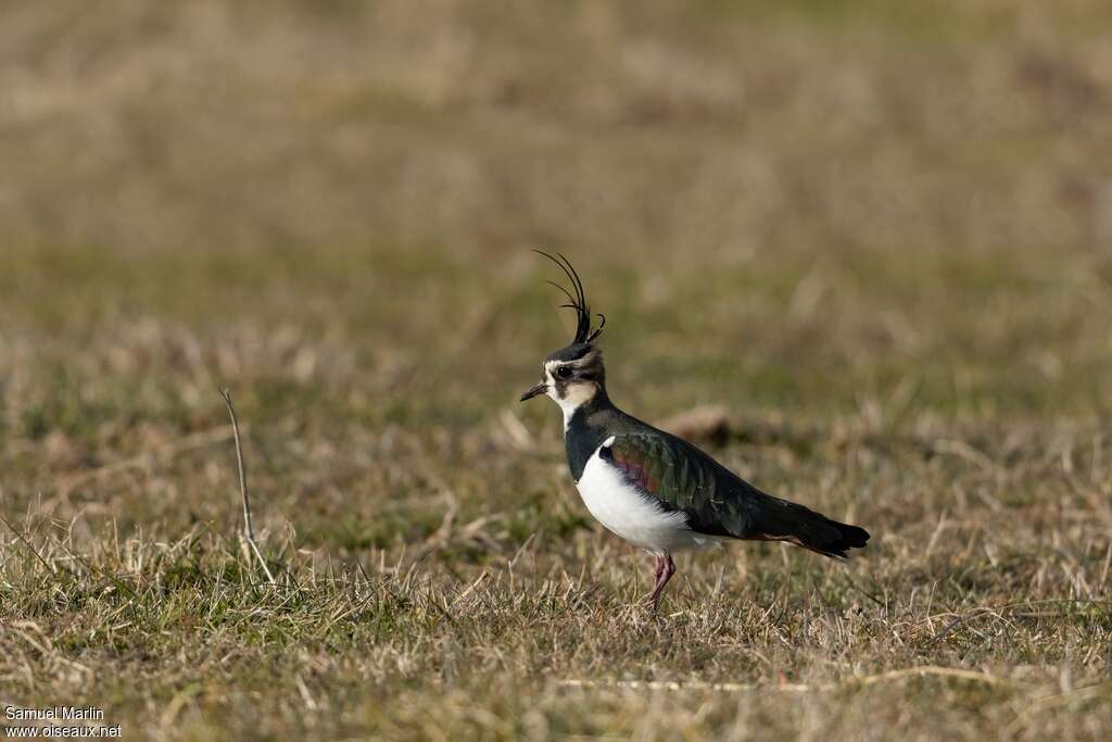 Northern Lapwing female adult post breeding, identification