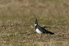 Northern Lapwing