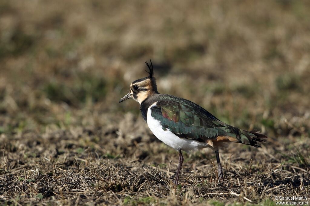 Northern Lapwingadult