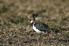 Northern Lapwing