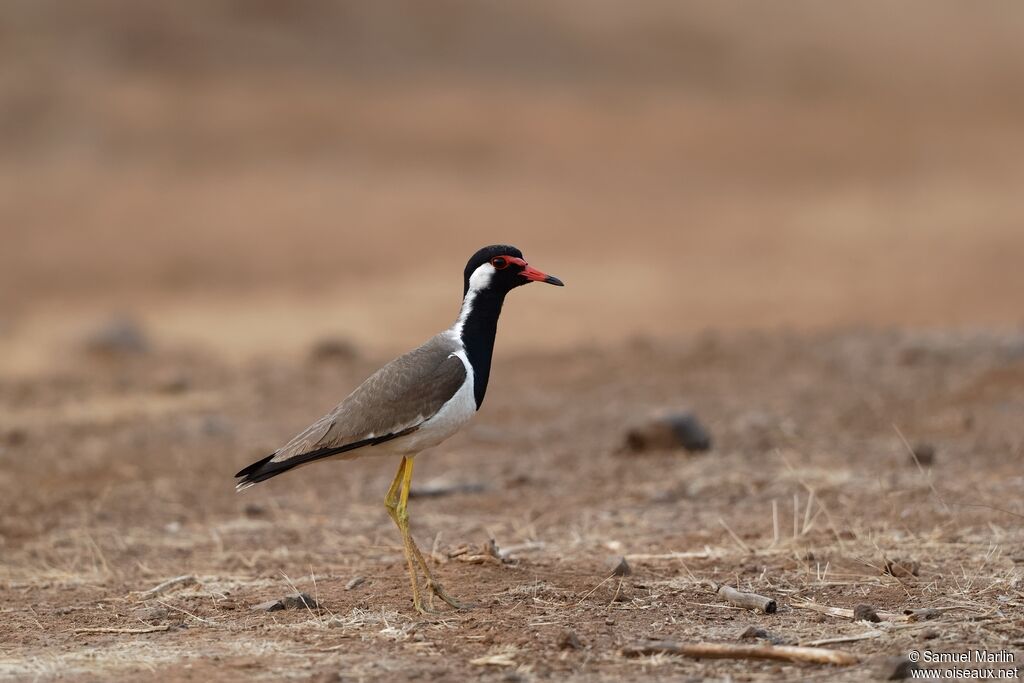 Red-wattled Lapwing