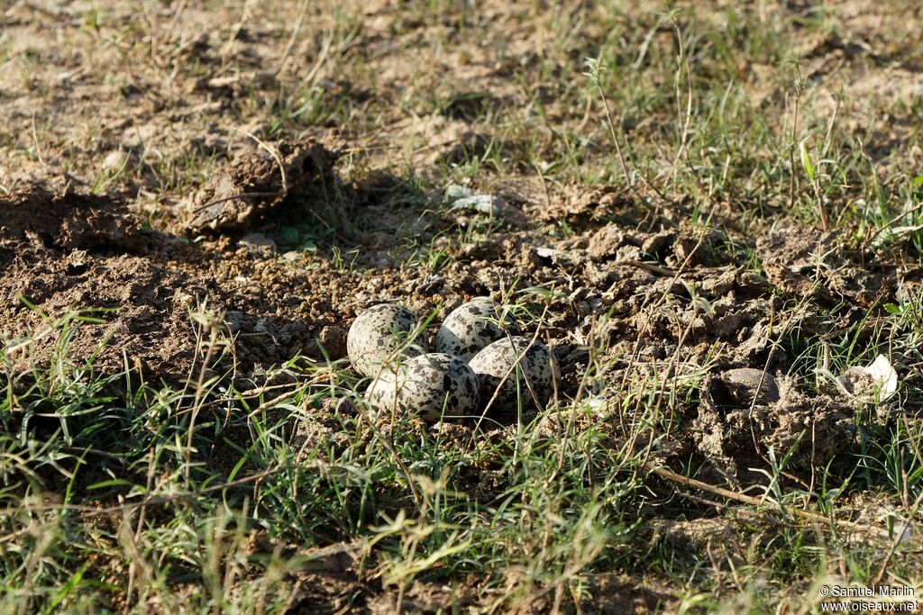 Red-wattled Lapwingadult, Reproduction-nesting