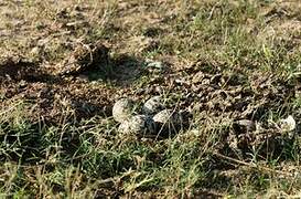 Red-wattled Lapwing