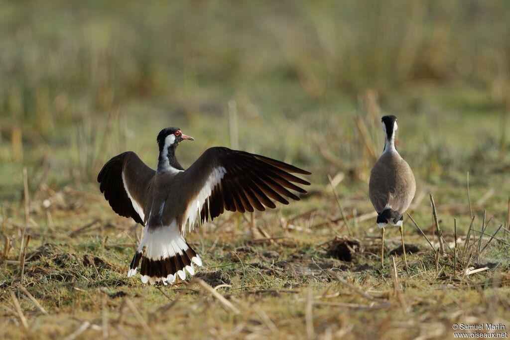 Red-wattled Lapwingadult, courting display