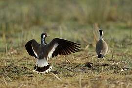 Red-wattled Lapwing