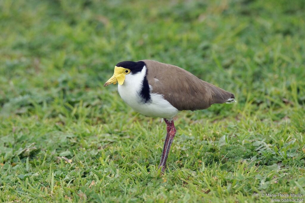 Masked Lapwingadult