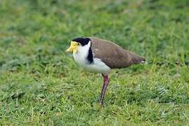 Masked Lapwing