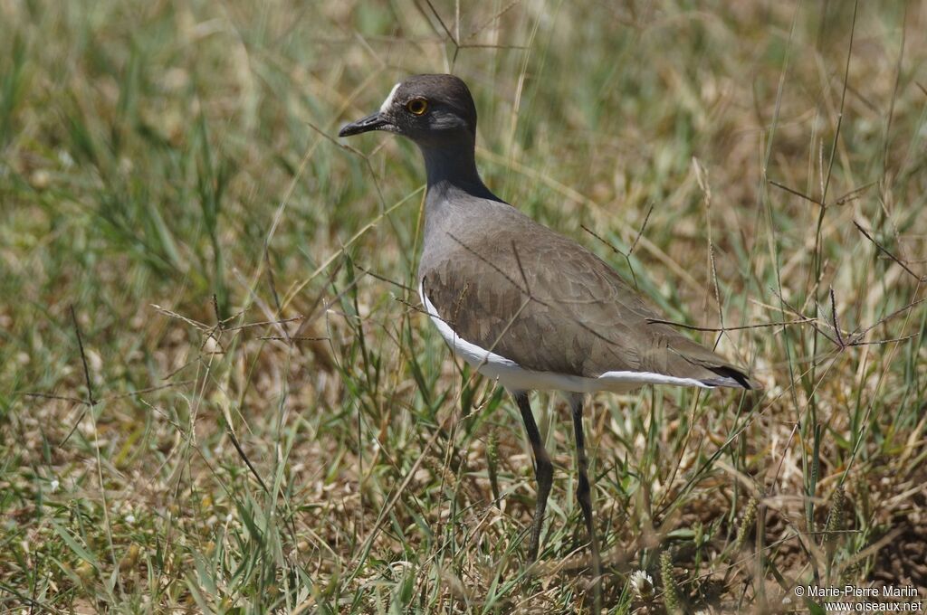 Senegal Lapwingadult