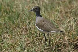 Senegal Lapwing