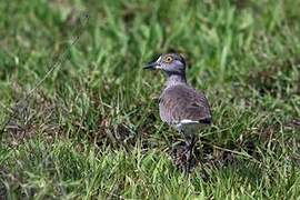 Senegal Lapwing