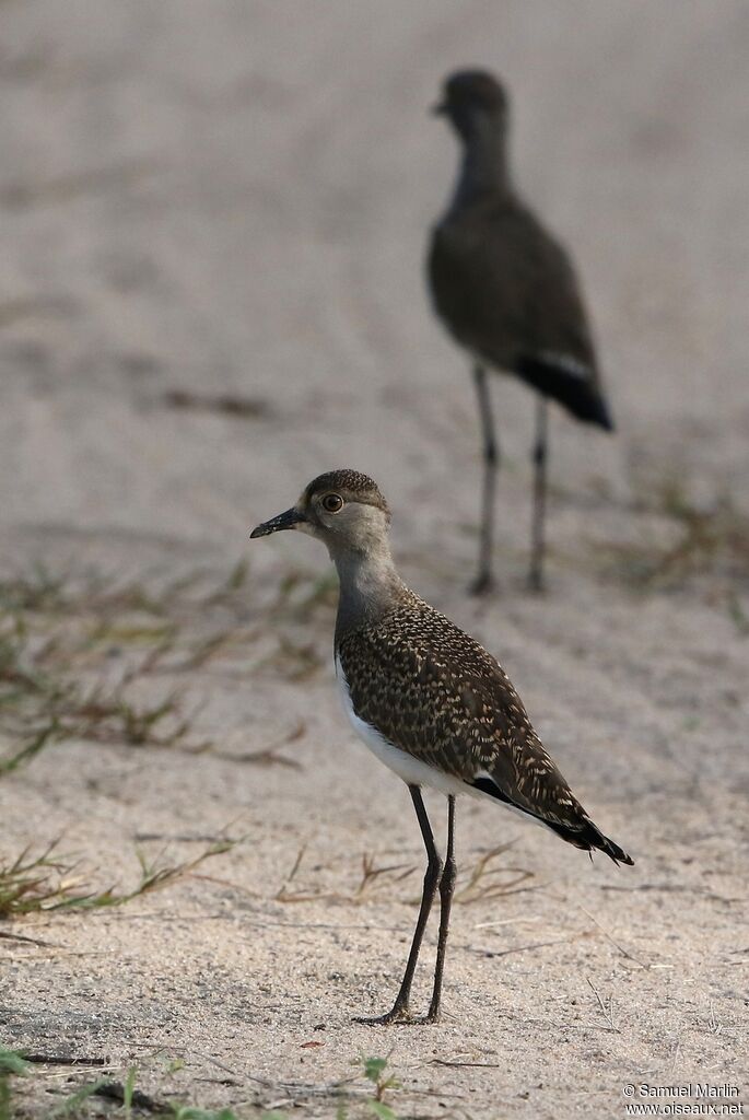 Senegal Lapwingimmature