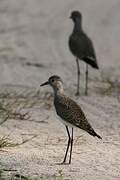 Senegal Lapwing