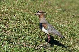 Southern Lapwing