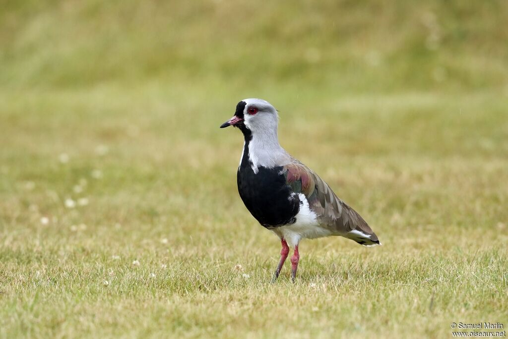 Southern Lapwingadult