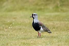 Southern Lapwing