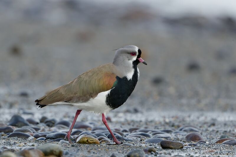Southern Lapwing male adult