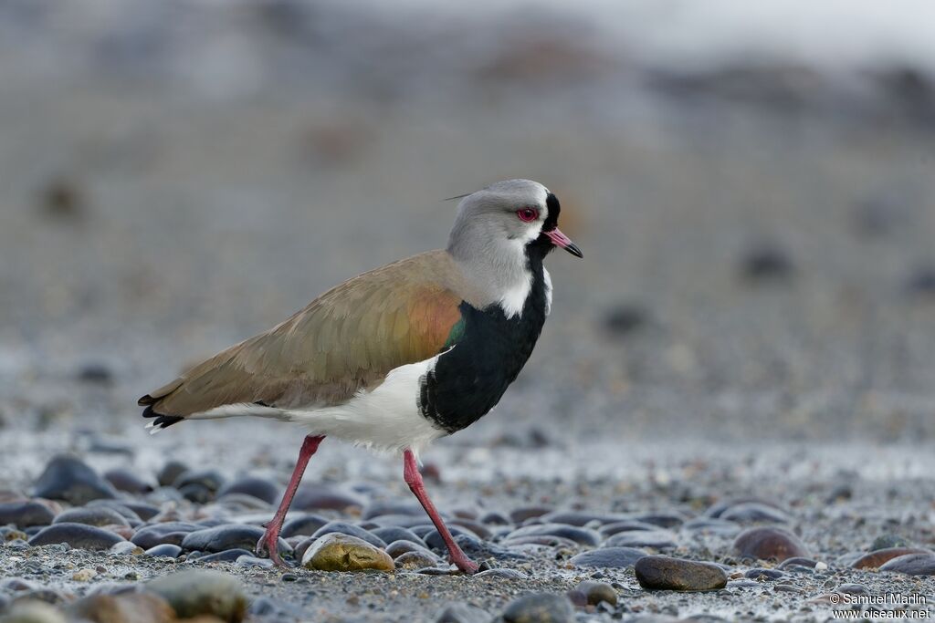 Southern Lapwing male adult