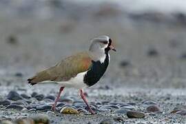 Southern Lapwing