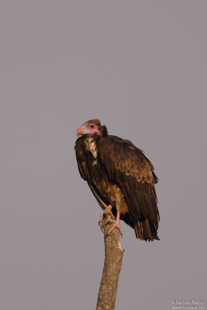 White-headed Vultureadult